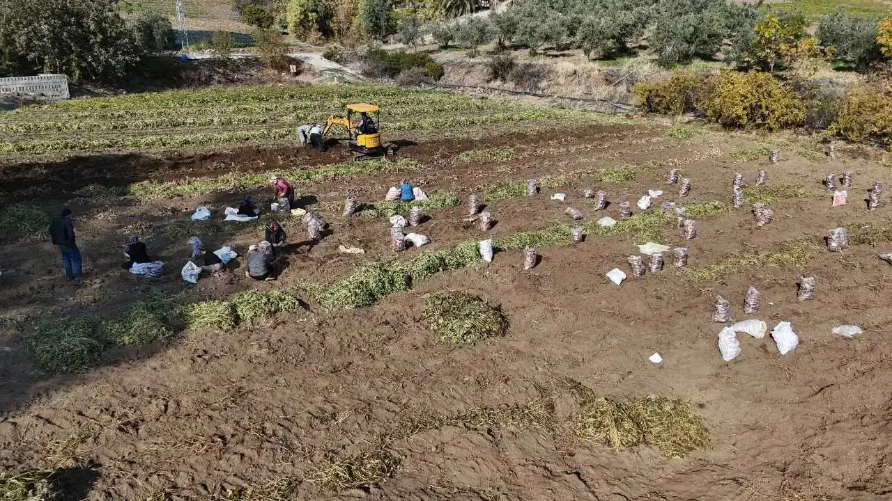 Kuraklık Vurdu, Fiyatlar Uçtu: Hatay’da Tatlı Patatesin Bedeli Katlandı! 2